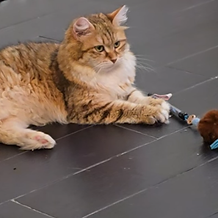 Robe : Black Tortie Silver Golden Mackerel + White (FS 23 09 (y))