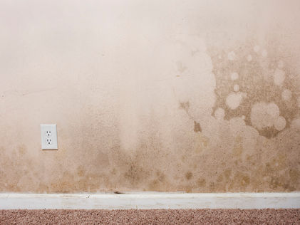 The Dangers of Sheetrock Mold: Types, Causes & Symptoms