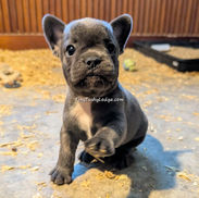 Blue French Bulldog puppy playing