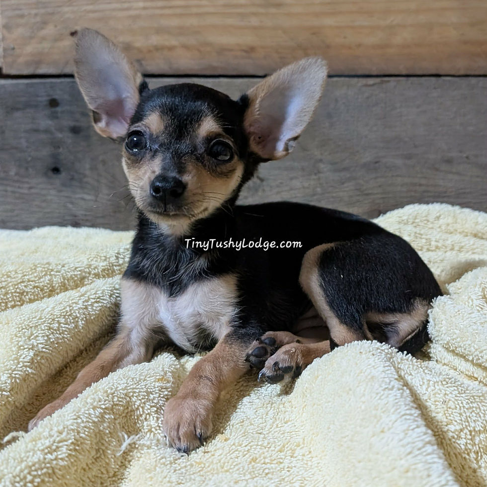 Chihuahua Blended Breed