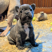 Blue French Bulldog puppy with lifetime support