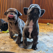 French bulldog puppies