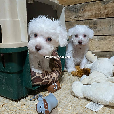 AKC White Minature Schnauzer Puppies