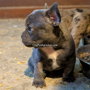 Healthy Blue French Bulldog puppy available