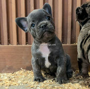 Blue French Bulldog puppy available now