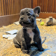 Blue French Bulldog puppy with nationwide delivery