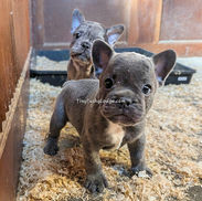 Available Blue French Bulldog male puppy in Indiana