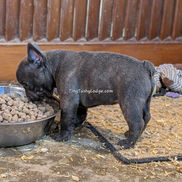 Embark health-tested Blue French Bulldog puppy