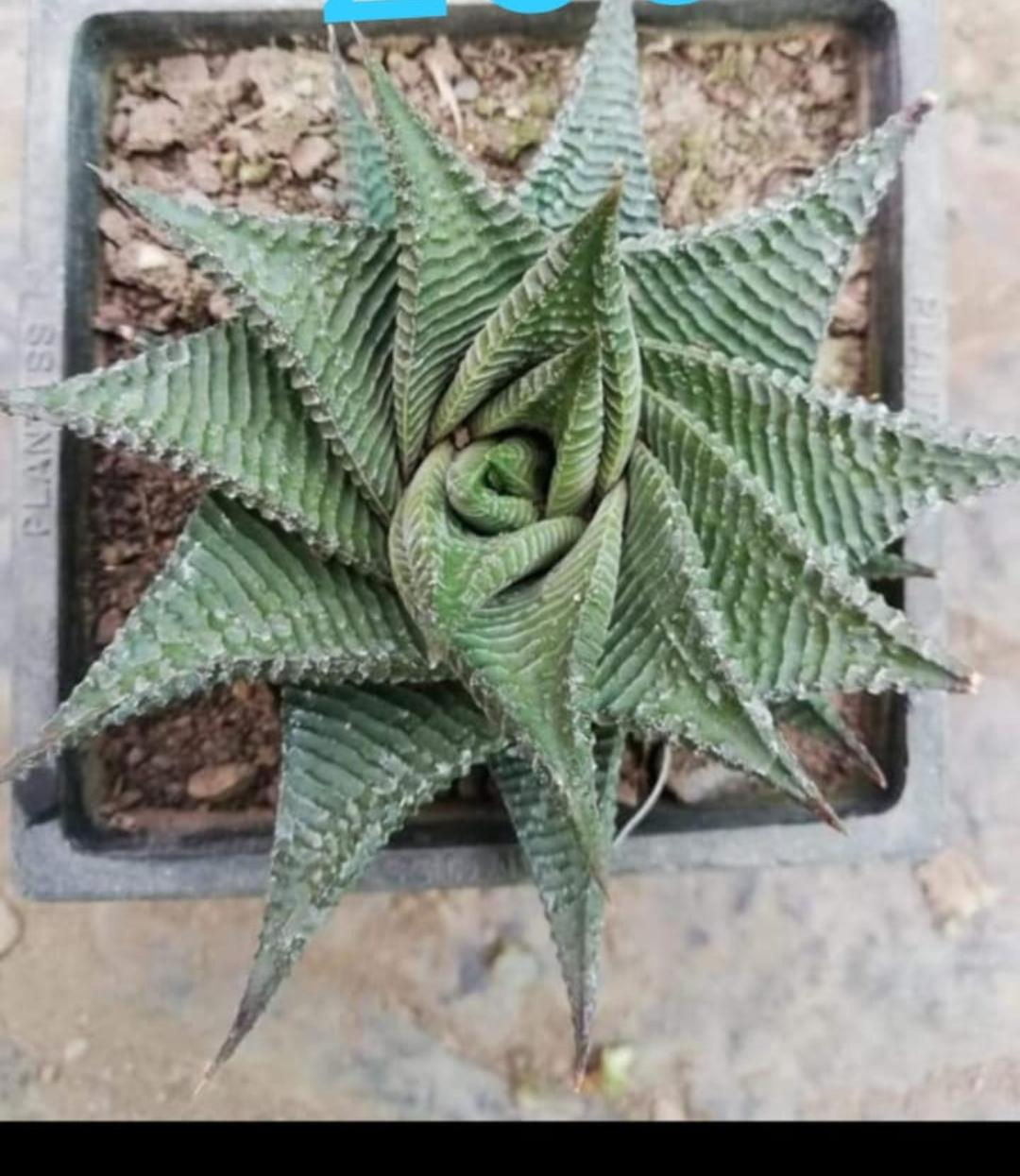 Haworthiopsis limifolia 