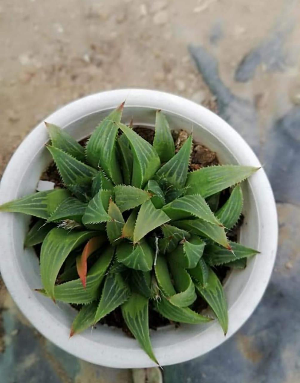Haworthia magnifica