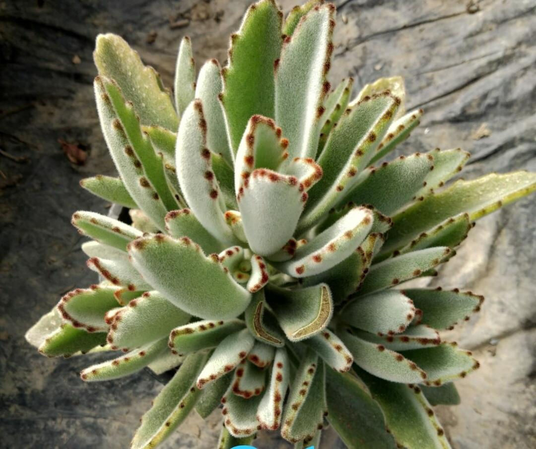 Grey TomentosaPanda Plant