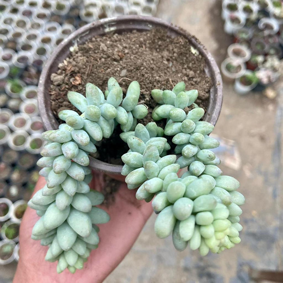Thumbnail: Donkey tail