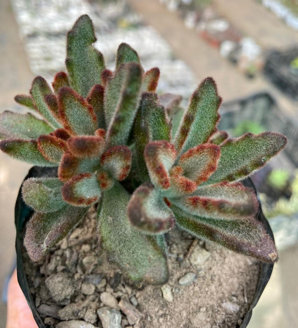 Kalanchoe tomentosa