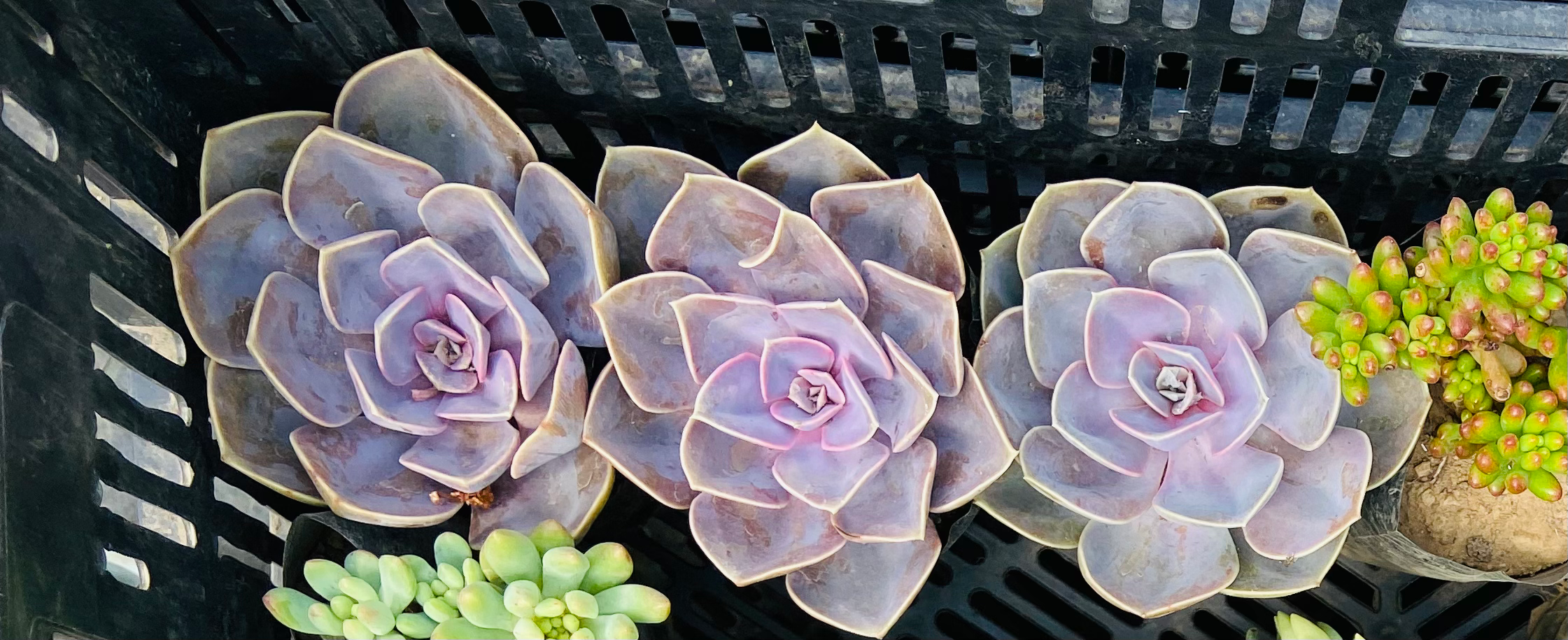 Echeveria nurnberg
