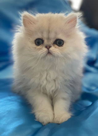 Kitten 2 Jewel x Romance.jpg