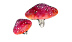 imágenes_fantásticas_-_fotos_de_fantasía