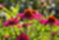 _MG_7916_web.jpg