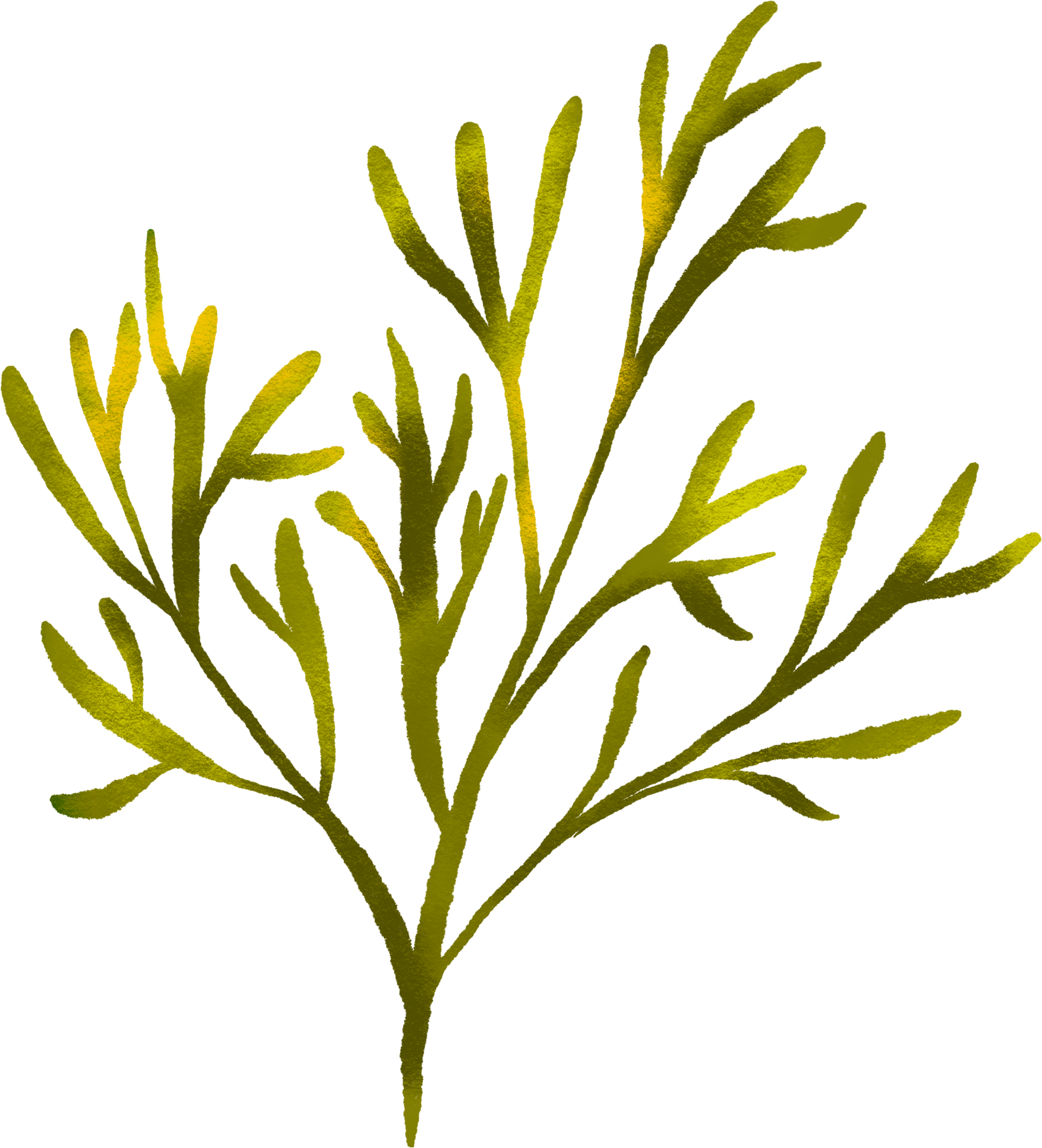 Illustration of pond vegetation
