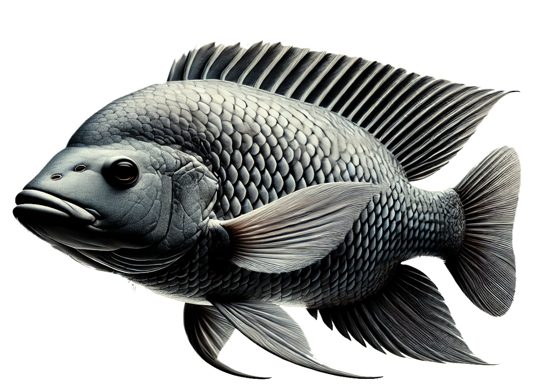 Illustration of Mozambique Tilapia