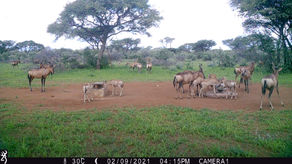 New additions to the Red Hartebeest family.