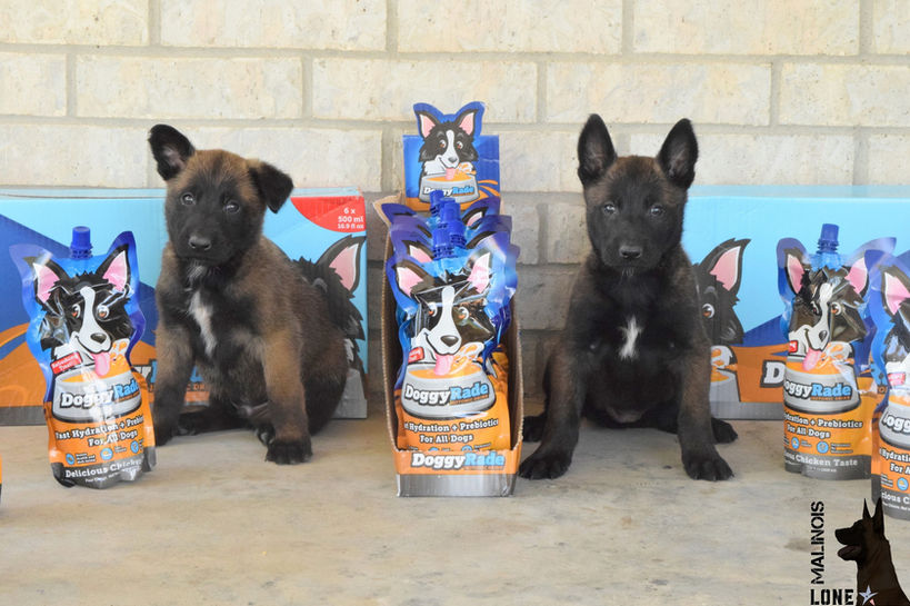 LoneStar Malinois Puppies  Dog Training Texas Near Me