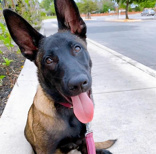 Belgian Malinois Breeder, Malinois Puppies For Sale, Trainer, Dog Obedience and Protection