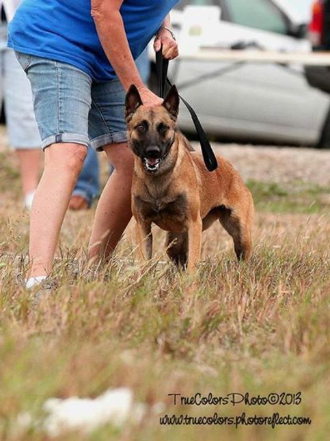 Belgian Malinois Puppies For Sale