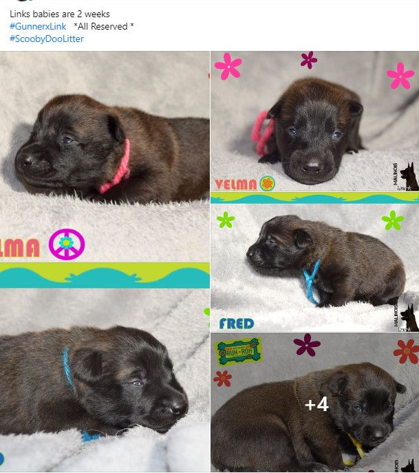 LoneStar Malinois
Malinois puppies for sale
Belgian Malinois Breeder
Dog Trainer