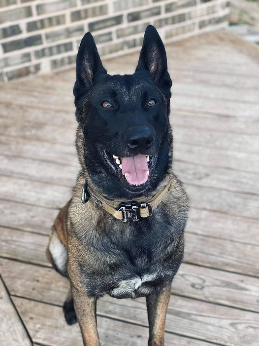 Belgian Malinois Breeder, Malinois Puppies For Sale, Trainer, Dog Obedience and Protection