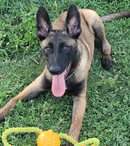 https___www.facebook.com_LoneStarMalinois_videos_793455902003865