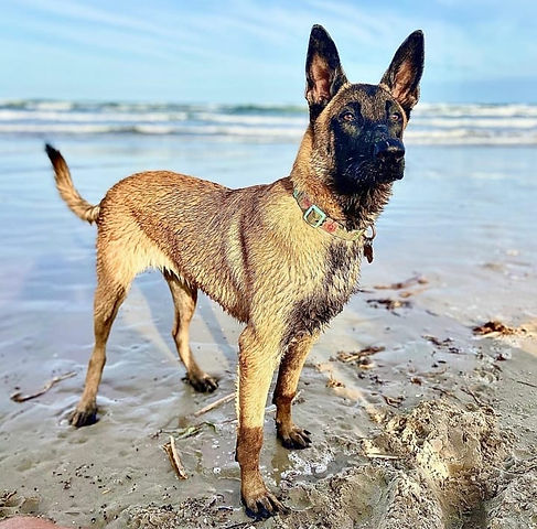 Belgian Malinois Puppies For Sale