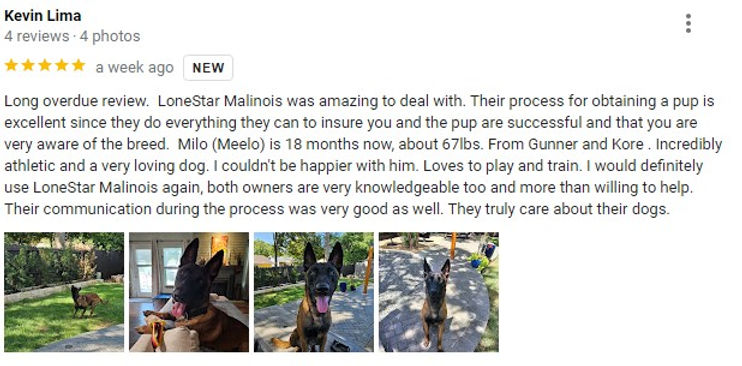 Belgian Malinois Puppies Texas.jpg
