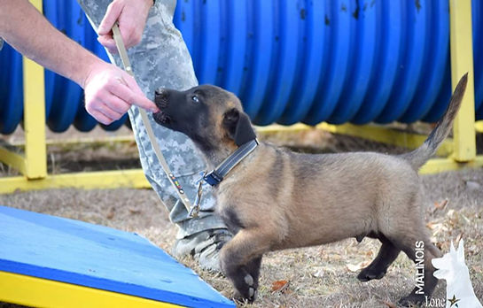 malinois puppy training