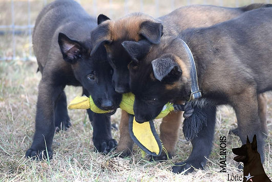 Belgian Malinois Puppies For Sale