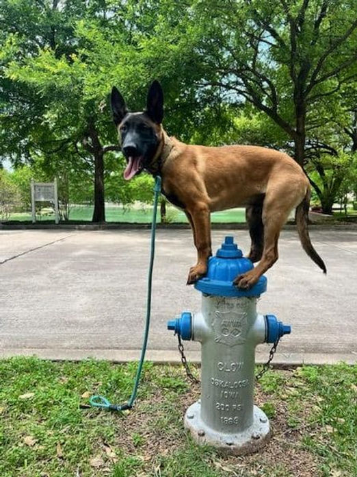 Belgian Malinois Breeder, Malinois Puppies For Sale, Trainer, Dog Obedience and Protection