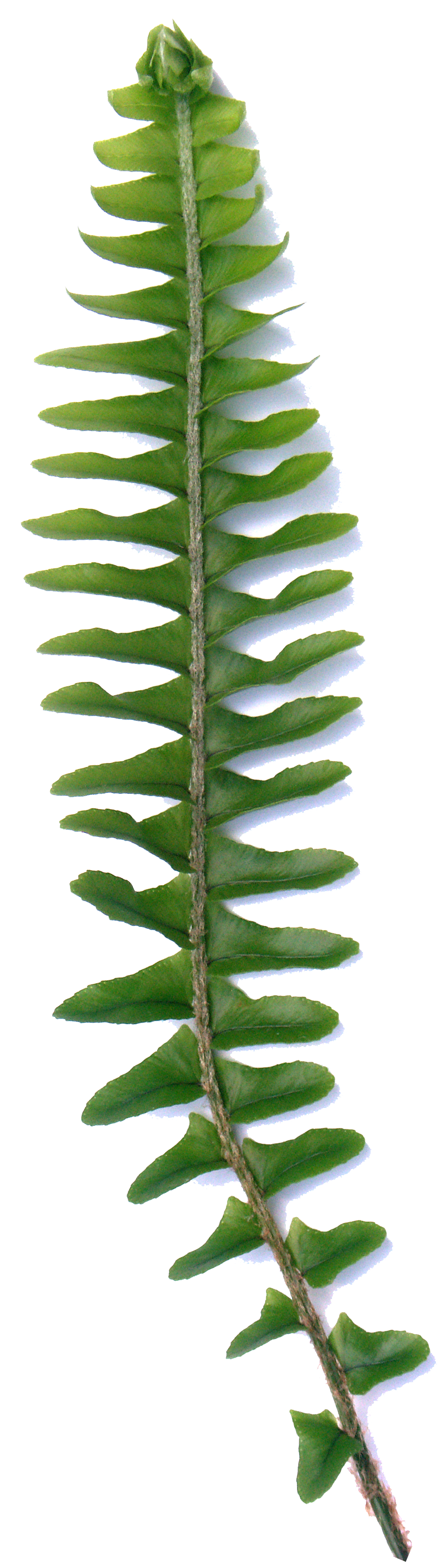 A Shade Tincture CBD Sunscreen Polypodium Leucotomos Fern root Sun Protection