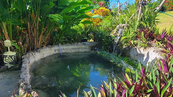 fish pond final_edited.jpg