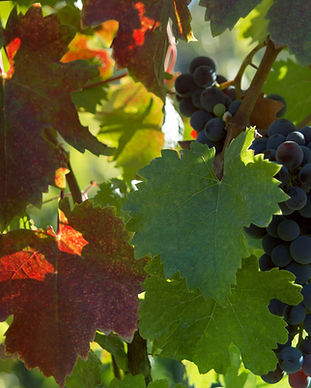 Feuilles de vigne