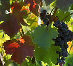 Feuilles de vigne