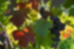 Feuilles de vigne