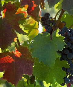 Vine Leaves