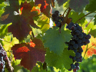 THE JOYS AND SORROWS OF JULY