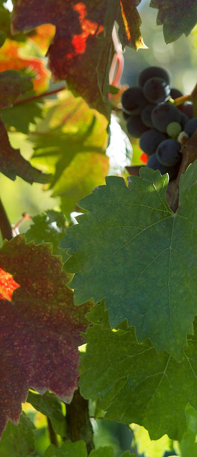 Weinblätter