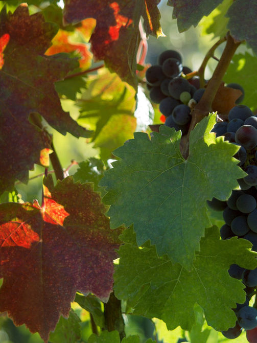 Grapevine Virus Detected in Australia for the First Time