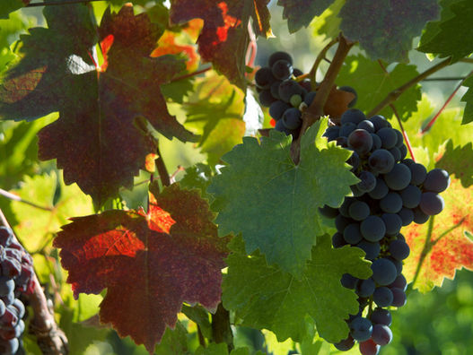 Wine not? Top vineyards around the world