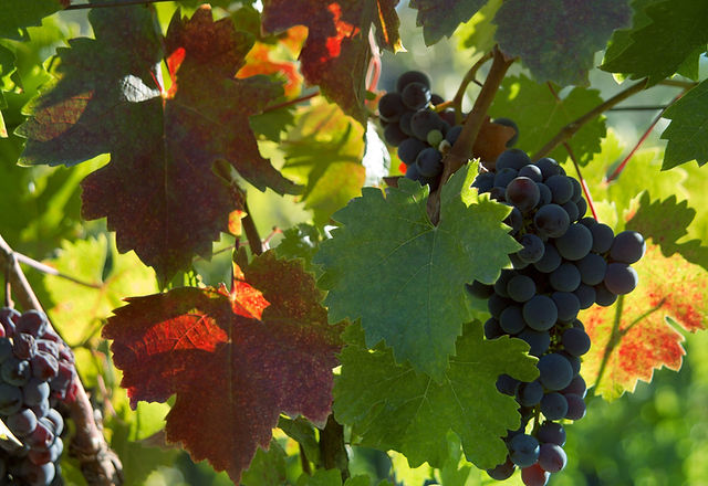 Vine Leaves