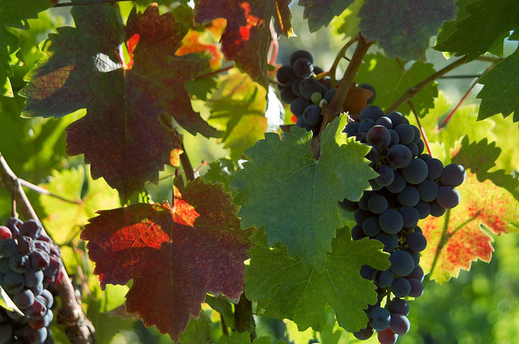 Clos Lamothe S.A.R.L.