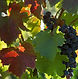 Feuilles de vigne