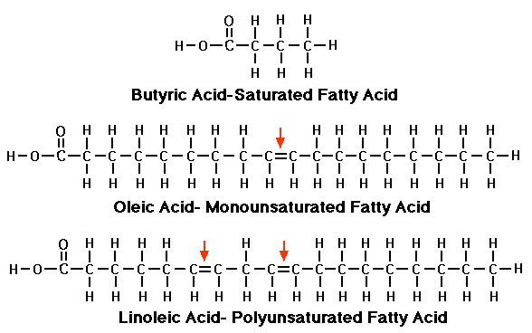 Examples of 3 types of fat.