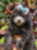 Canil Edy Sheybux
Poodle
Poodles
poodle toy
poodle anão
poodle anão red
filhotes poodle
filhotes de poodle toy
filhotes poodle toy
filhotes de poodle anão
comprar poodle toy
venda poodle toy
filhotes poodle miniatura
poodle toy à venda
filhotes de cachorros poodle
poodle mini toy
poodle micro toy
poodle toy pequeno
poodle anão toy
poodle toy red
poodle toy abricot
poodle toy brasil
canil poodle toy
comprar poodle anão brasil
filhotes poodle toy entrega brasil